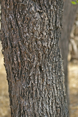 Combretum hereroense