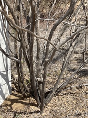 Erythrostemon pannosus
