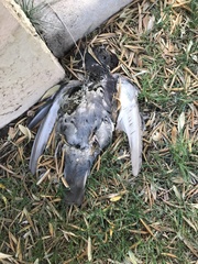 Columba livia domestica