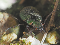 Poecilus cupreus