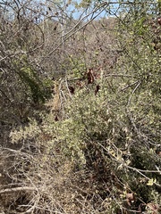 Castela peninsularis