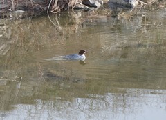 Mergus merganser