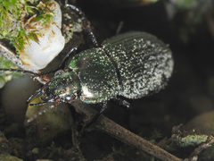Poecilus cupreus