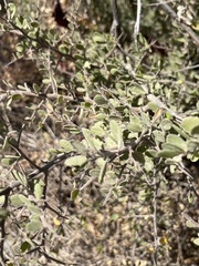 Castela peninsularis