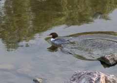 Mergus merganser