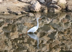Ardea alba