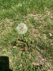 Taraxacum