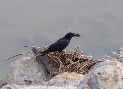 Corvus brachyrhynchos