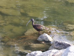 Plegadis chihi