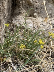 Cymopterus petraeus