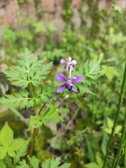 Delphinium anthriscifolium