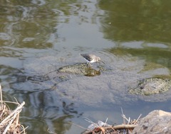 Actitis macularius