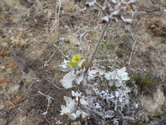 Eriogonum crocatum