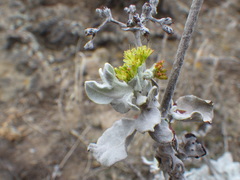Eriogonum crocatum