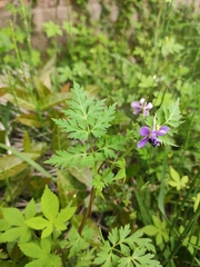 Delphinium anthriscifolium
