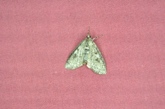Palpita aenescentalis