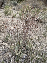 Eriogonum rupinum