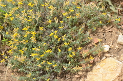 Genista anatolica