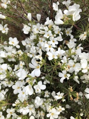 Leptosiphon floribundus glaber