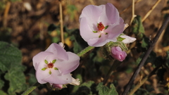 Malacothamnus densiflorus