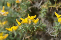 Genista anatolica