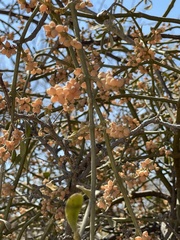 Phoradendron leucarpum tomentosum