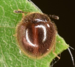 Anamorphidae
