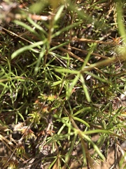 Leptosiphon floribundus glaber
