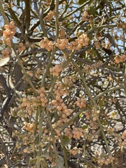 Phoradendron leucarpum tomentosum