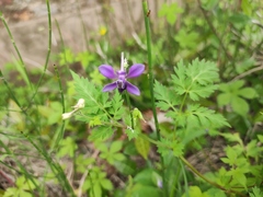 Delphinium anthriscifolium