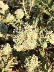 Teucrium dunense