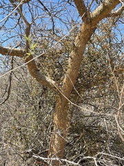 Phoradendron leucarpum tomentosum