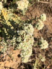 Teucrium dunense