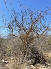 Phoradendron leucarpum tomentosum
