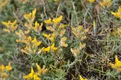 Genista anatolica