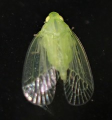Tropiduchinae