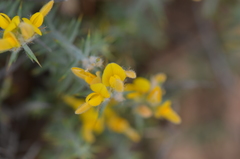 Genista anatolica