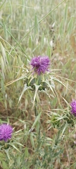 Silybum marianum