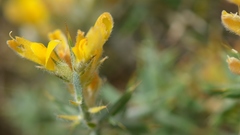 Genista anatolica
