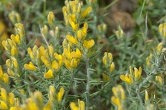 Genista anatolica