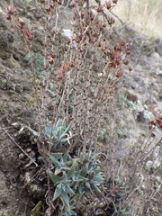 Dudleya verityi