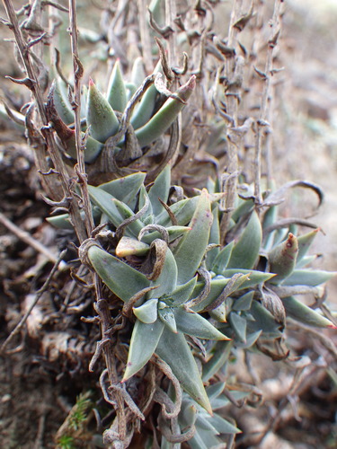 Image of Dudleya verityi by (c) Zack Abbey, some rights reserved (CC BY)