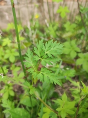 Delphinium anthriscifolium