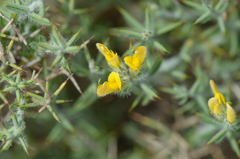 Genista anatolica