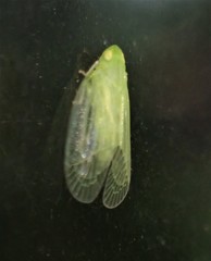 Tropiduchinae