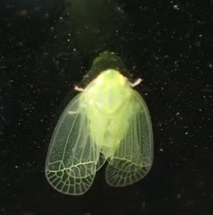 Tropiduchinae