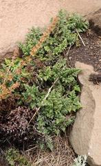 Cheilanthes quadripinnata