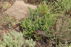 Cheilanthes quadripinnata