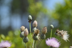 Dianthidium floridiense