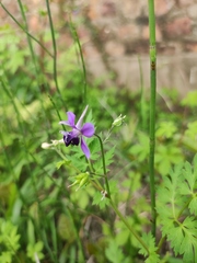 Delphinium anthriscifolium